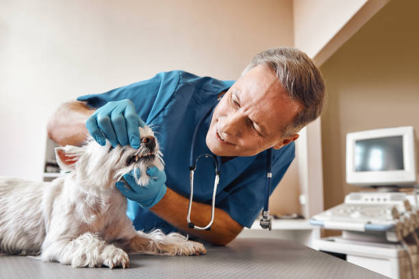 Best Chipped Tooth Repair Near Me  in Mason City, IL
